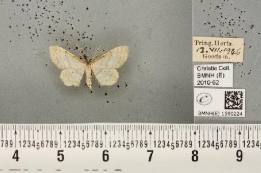 Idaea fuscovenosa (Goeze, 1781) - BMNHE_1590224_297502