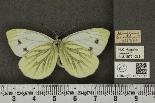 Pieris napi sabellicae Stephens, 1827 - BMNHE_1131399_86881