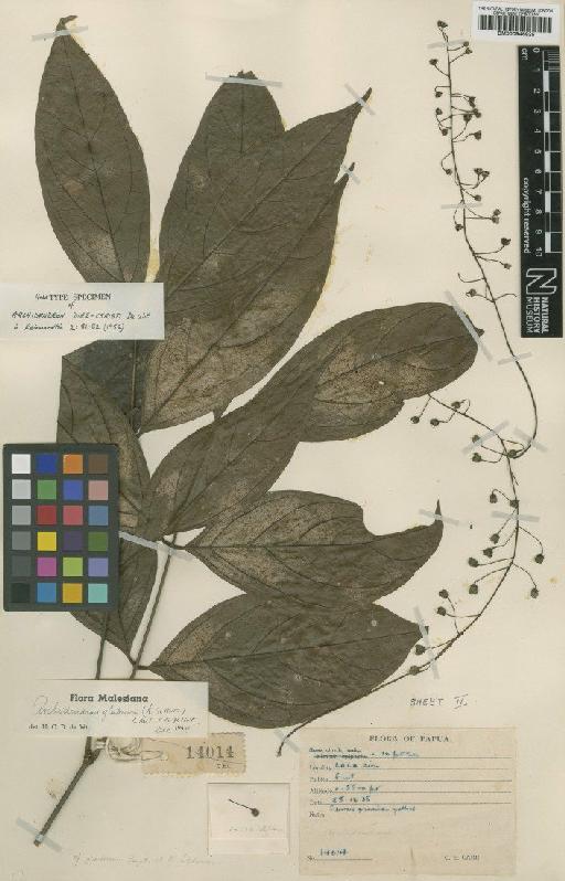 Archidendron glabrum (K.Schum.) Lauterb. - BM000946925