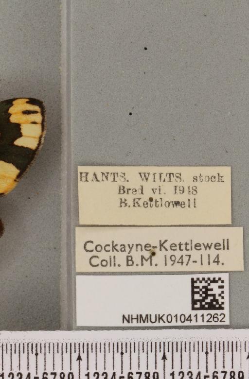 Callimorpha dominula (Linnaeus, 1758) - NHMUK_010411262_label_524836