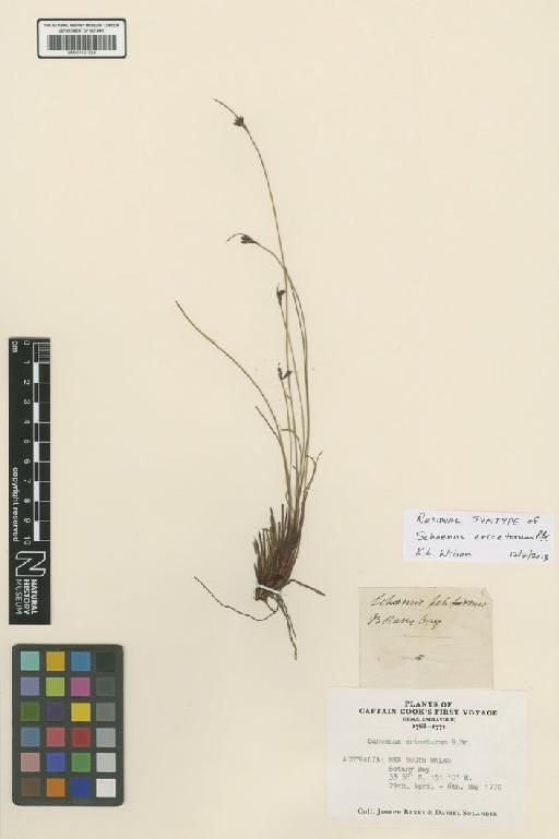 Schoenus ericetorum R.Br. - BM001191324