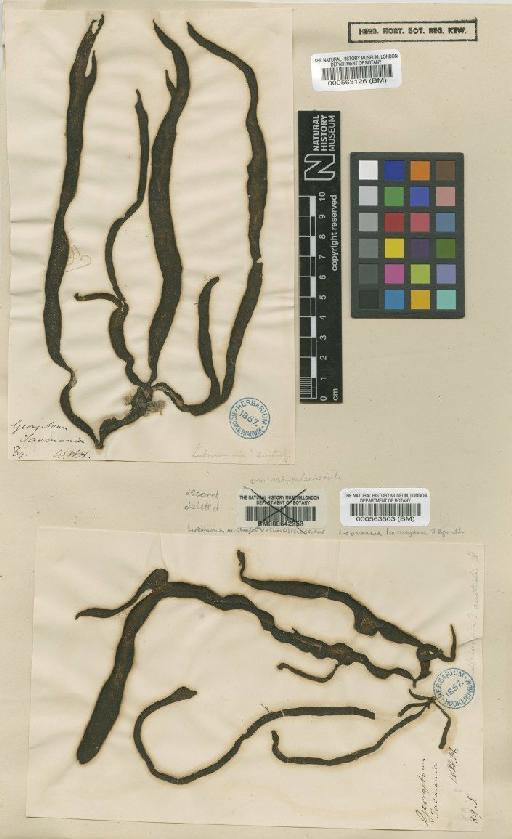 Suringariella harveyana (J.Agardh) Womersley & Bailey - BM000563503