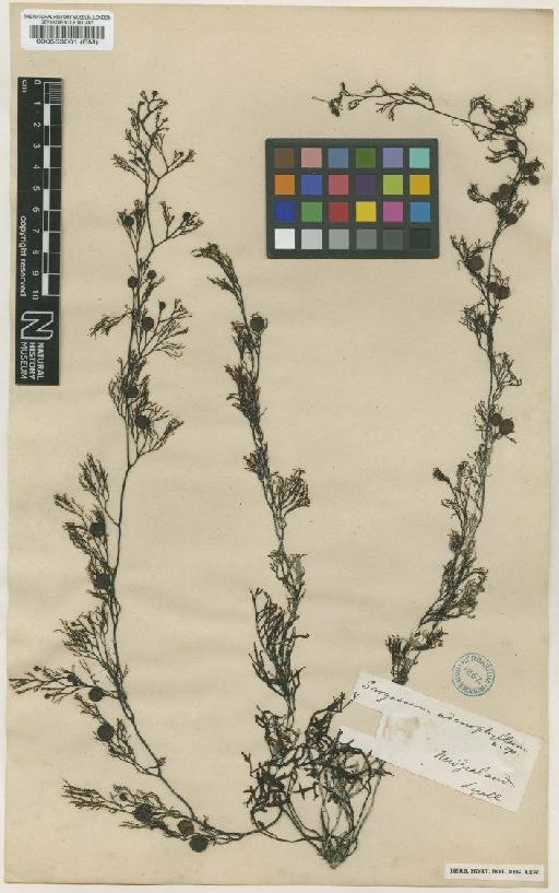 Sargassum verruculosum (mertens) Agardh - BM000563061