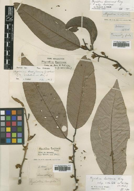 Myristica beddomei King - BM000950850
