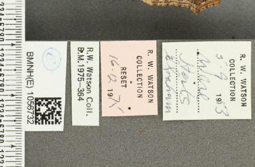 Aglais urticae ab. subtuslactea Raynor, 1909 - BMNHE_1056732_label_46311