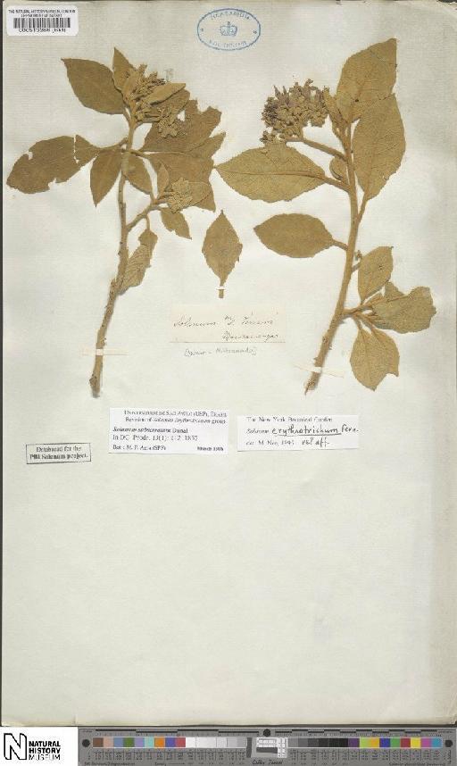 Solanum subserratum Dunal - BM000513286
