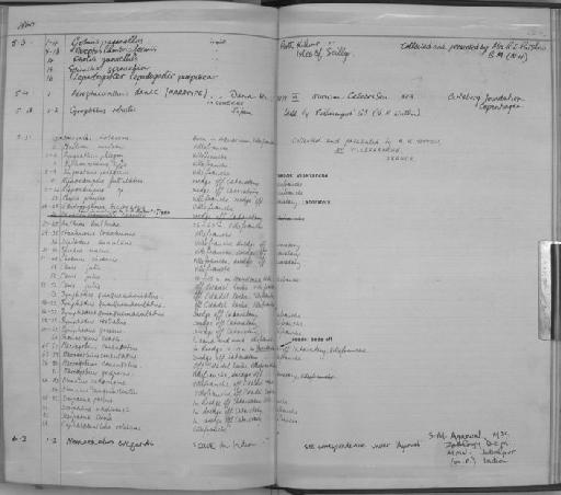 Coris julis (Linnaeus, 1758) - Zoology Accessions Register: Fishes: 1937 - 1960: page 229