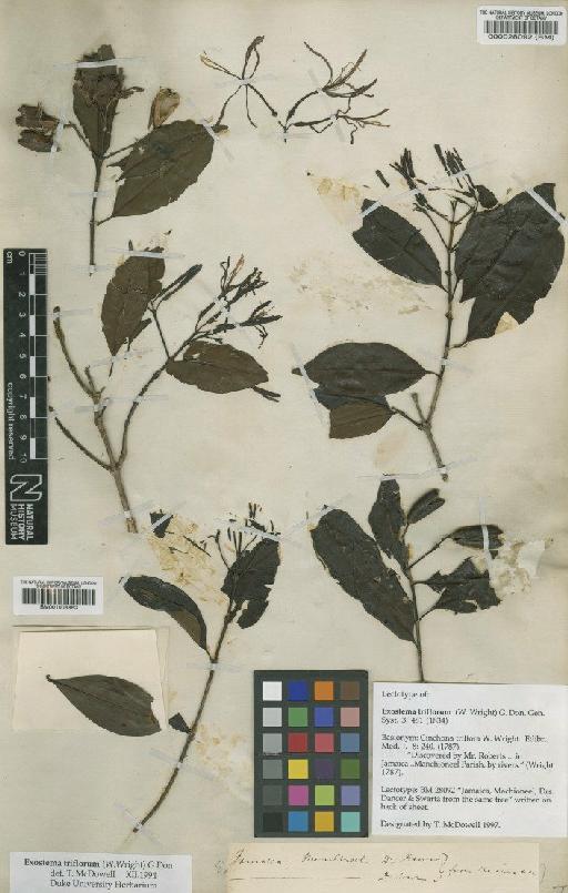 Exostema triflorum (W.Wright) G.Don - BM000028092