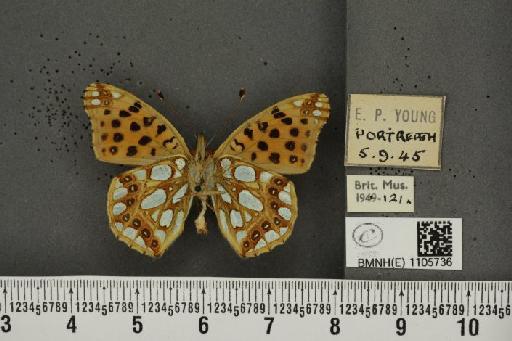 Issoria lathonia (Linnaeus, 1758) - BMNHE_1105736_17192