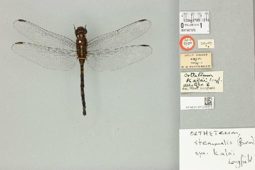 Orthetrum kalai Longfield, 1936 - 011248578_dorsal