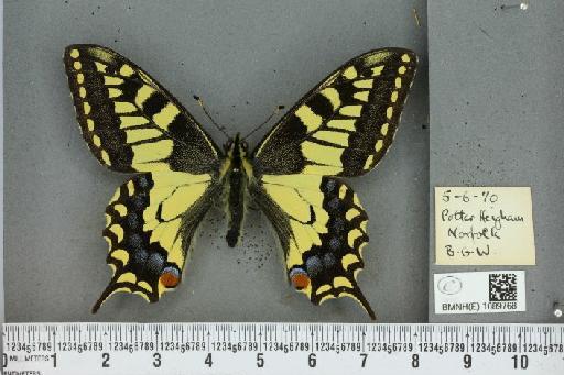 Papilio machaon britannicus Seitz, 1907 - BMNHE_1089768_69598