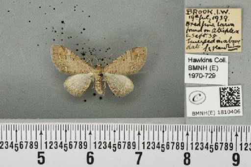 Eupithecia simpliciata (Haworth, 1809) - BMNHE_1810406_386386