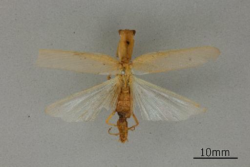 Orthodera australiana Giglio-Tos, 1917 - 013805550_Orthodera_australiana_Dorsal_habitus_Syntype