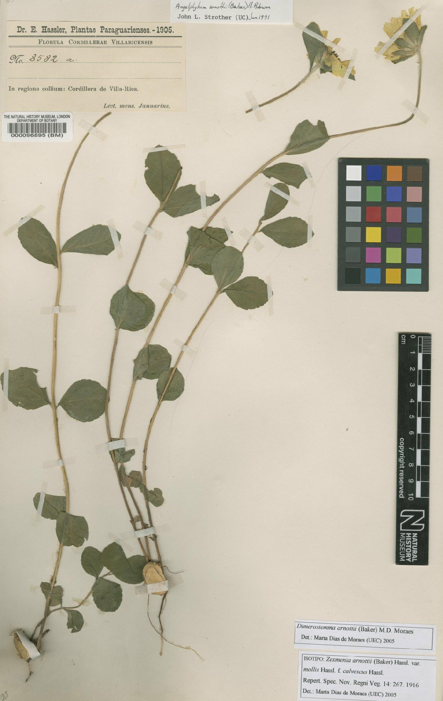 To NHMUK collection (Angelphytum arnottii (Baker) H.Rob.; Isotype; NHMUK:ecatalogue:4566379)
