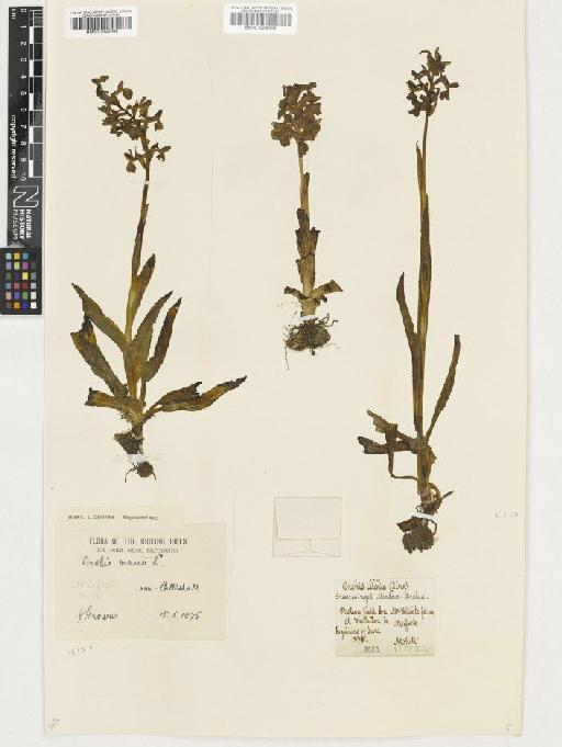 Anacamptis morio (L.) R.M.Bateman, Pridgeon & M.W.Chase - BM001054959