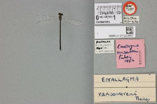 Azuragrion vansomereni (Pinhey, 1955) - 011250467_dorsal