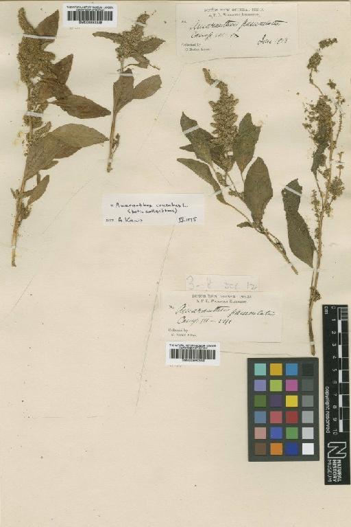 Amaranthus cruentus L. - BM000950558