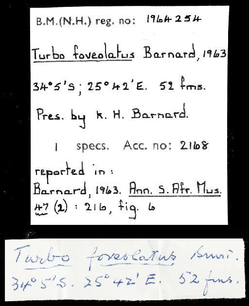 Turbo foveolatus Barnard, 1963 - 1964254_labels