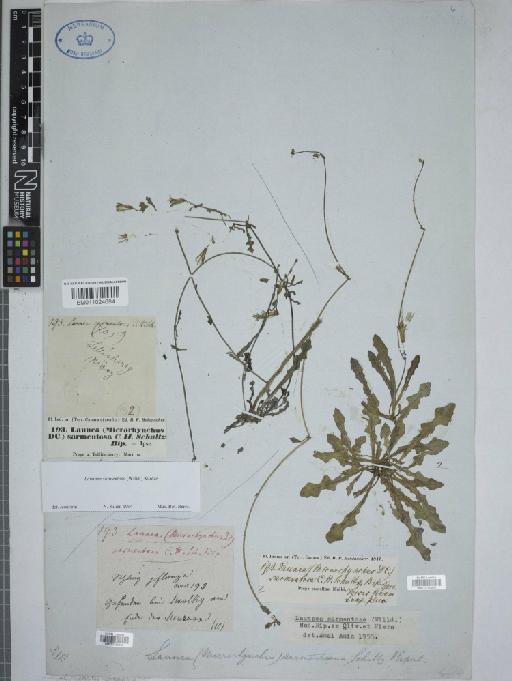 Launaea sarmentosa (Willd.) Kuntze - 010760856