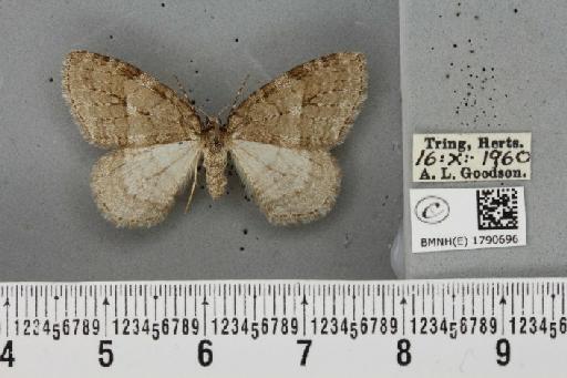 Epirrita autumnata ab. approximaria Weaver, 1852 - BMNHE_1790696_360799