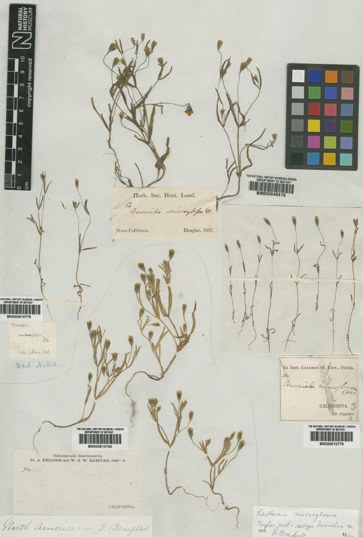 To NHMUK collection (Lasthenia microglossa (DC.) Greene; Isotype; NHMUK:ecatalogue:4987390)
