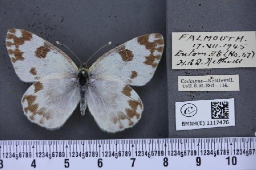 Pontia daplidice (Linnaeus, 1758) - BMNHE_1117476_68918