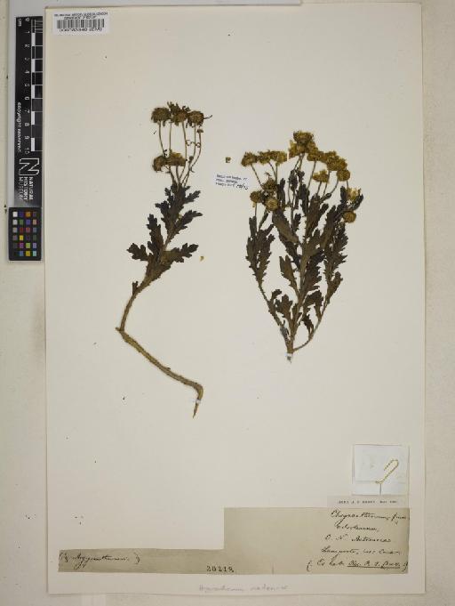 Argyranthemum maderense (D.Don) Humphries - 000083940