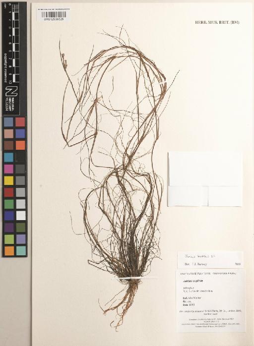Juncus bulbosus L. - BM012556625