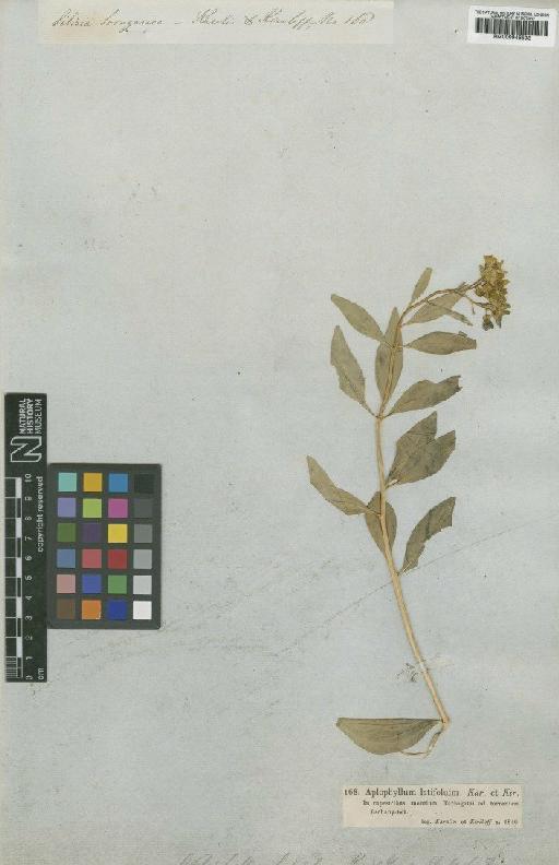 Haplophyllum latifolium Kar. & Kir. - BM000946593