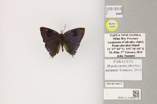 Hypolycaena phorbas purpura Tennent, 2016 - 013376716_Hypolycaena_phorbas_purpura_Tennent_2016_PT