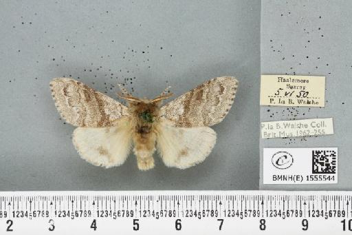 Calliteara pudibunda (Linnaeus, 1758) - BMNHE_1555544_254594