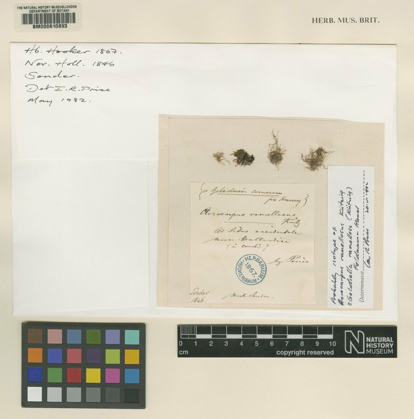 To NHMUK collection (Gelidiella ramellosa (Kütz.) Feldmann & Hamel; Isotype; NHMUK:ecatalogue:688709)