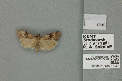 Rhodophaea formosa Haworth, 1811 - 013593247_137054_1856834