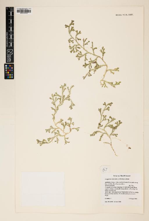 Selaginella kraussiana (Kunze) A.Braun - 001078553