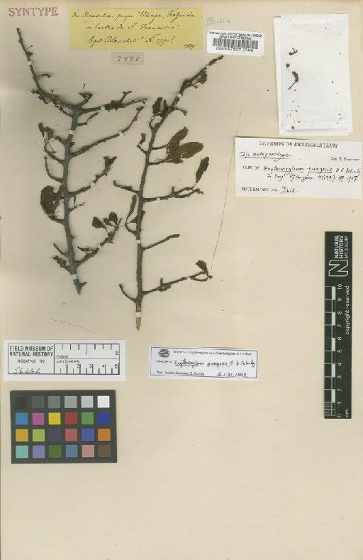 Erythroxylum pungens Schulz - BM000547137