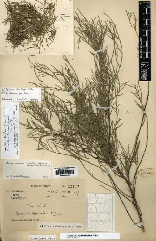 Cupressus austrotibetica Silba - BM000835380