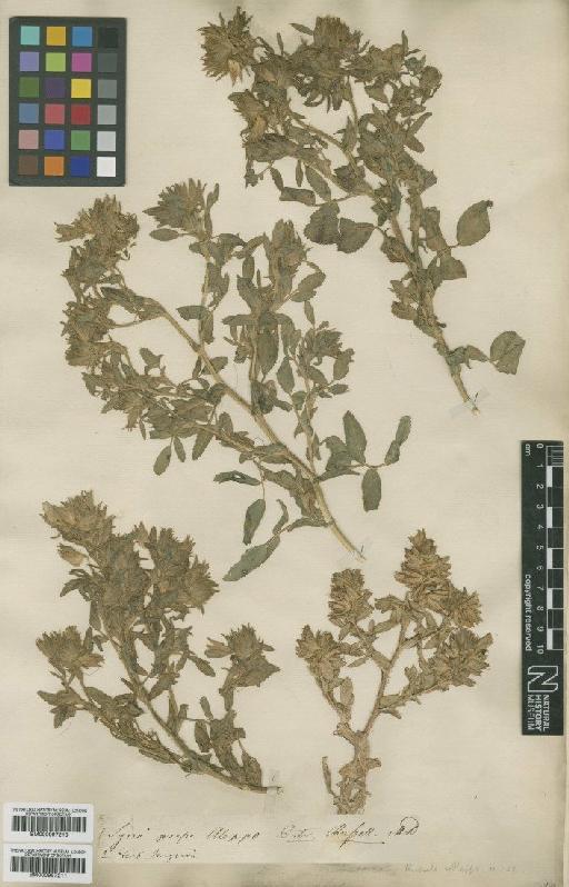 Ononis pubescens L. - BM000997211