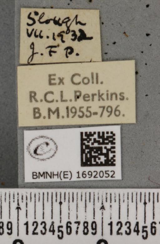 Nola cucullatella (Linnaeus, 1758) - BMNHE_1692052_label_291601