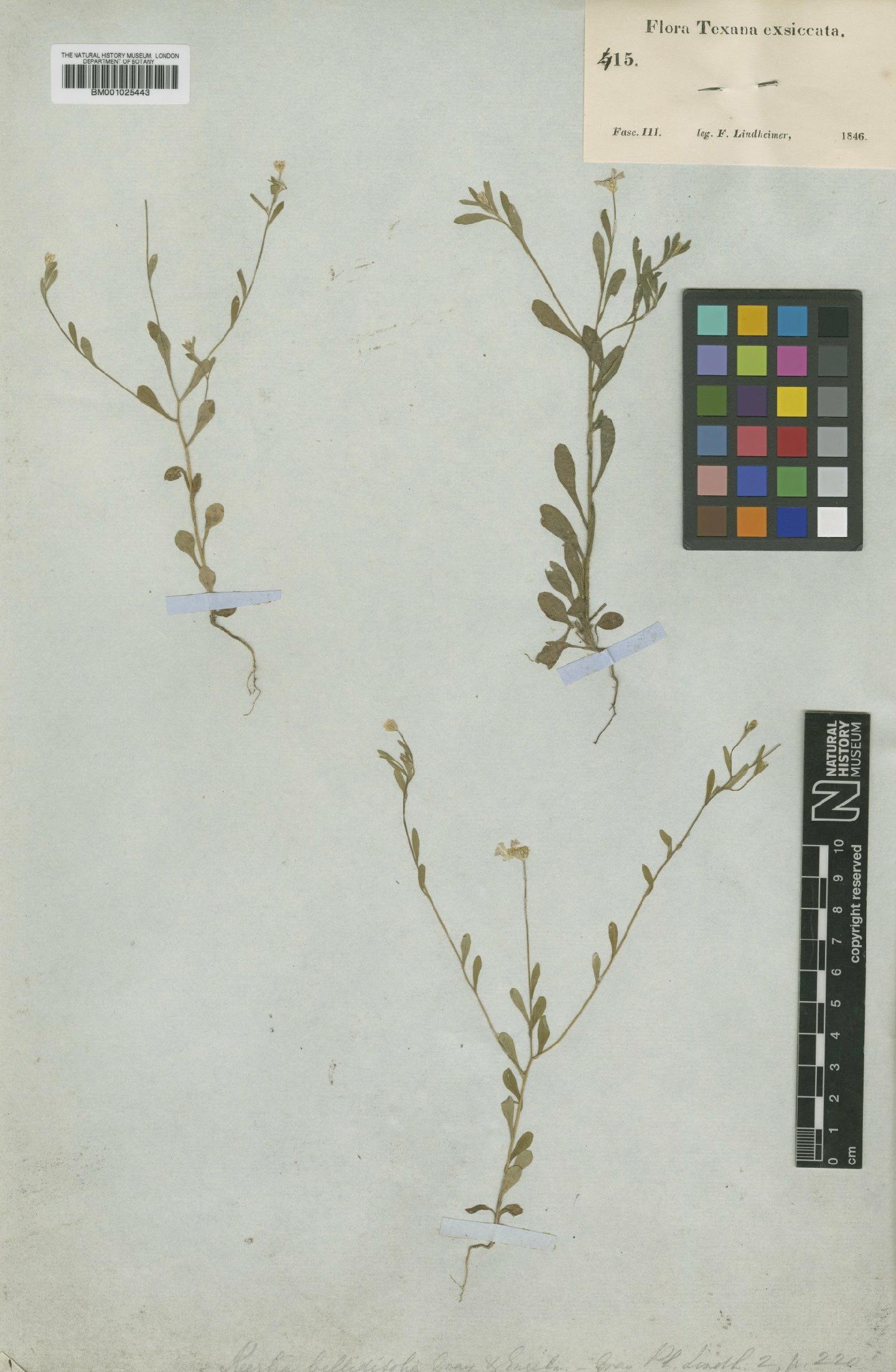 To NHMUK collection (Chaetopappa bellidifolia (A.Gray & Engelm.) Shinners; Type; NHMUK:ecatalogue:749781)