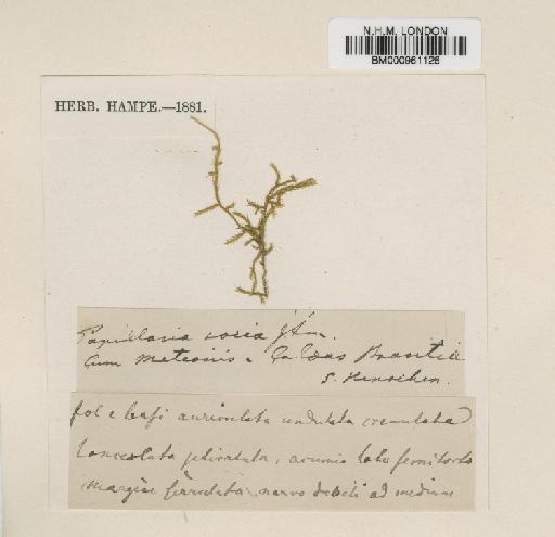 Papillaria socia Aongstr - BM000961126