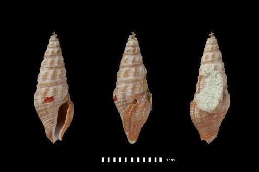 Pleurotoma (Drillia) consanguinea E. A. Smith, 1888 - 1963779b