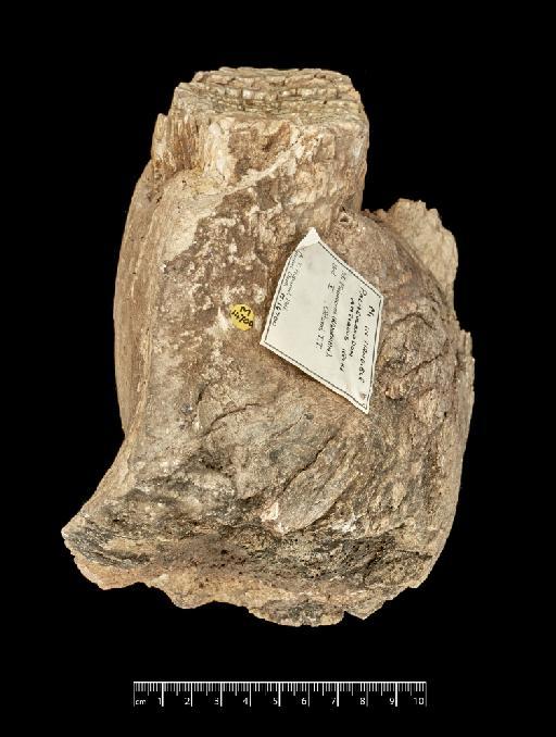 Elephas atavus - NHMUK PV M 14700_5