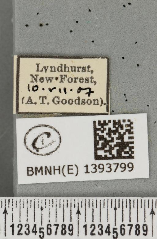 Phymatopus hecta (Linnaeus, 1758) - BMNHE_1393799_label_186826