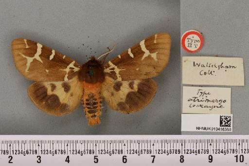 Arctia caja ab. atrimargo Cockayne, 1949 - NHMUK_010416368_528692