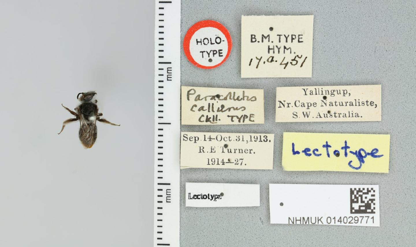 Leioproctus callurus