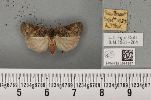 Nycteola revayana ab. albimaculata Sheldon, 1919 - BMNHE_1698197_294993