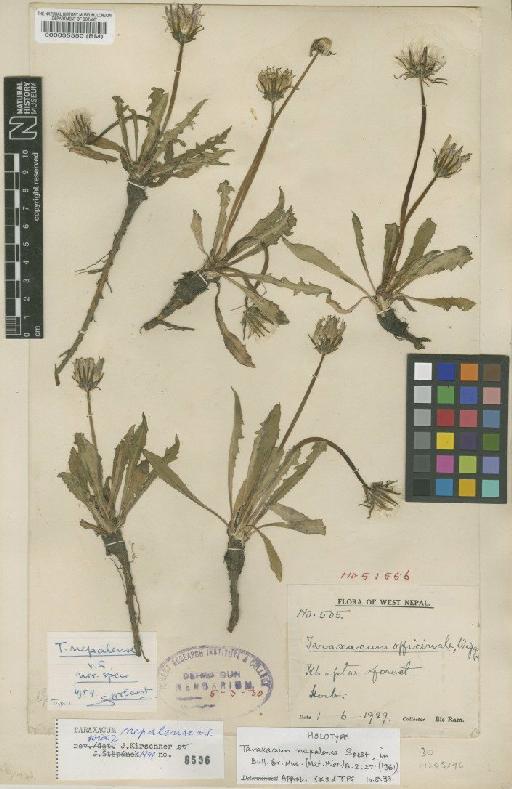Taraxacum nepalense Soest - BM000035550