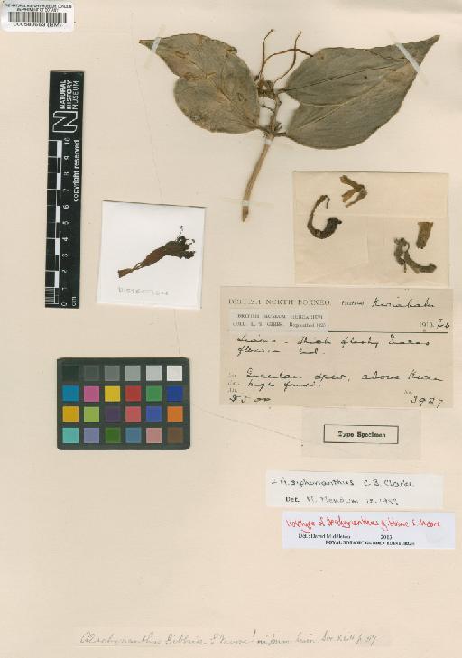 Aeschynanthus siphonanthus C.B.Clarke - BM000580653