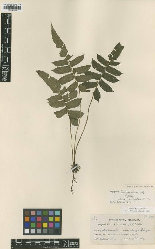 Pronephrium menisciicarpon (Blume) Holttum - BM001044843