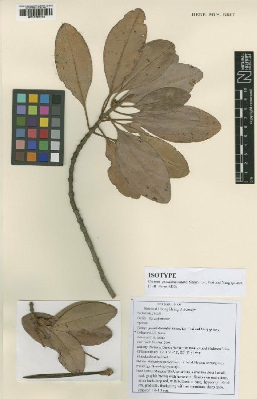 Ceriops pseudodecandra Sheue, H.Y., Liu, C.C.Tsai & Yu P.Yang - BM000949858
